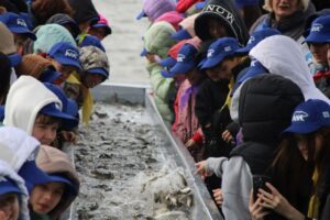 В Астраханской области выпустили около 27 тысяч молоди ценной рыбы