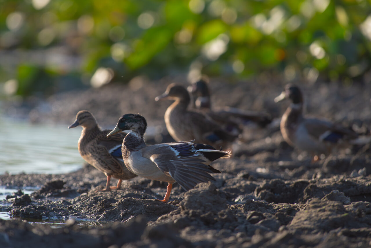 Астраханская популяция уток-крякв не может вырасти из-за охотников