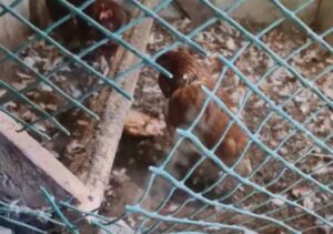 В Икряном бродячие собаки разоряют хозяйства и убивают домашних животных