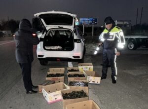 Под Астраханью произошло массовое необычное освобождение: бежали и шевелили усами
