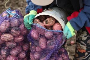 Чем в этом году сможет похвастаться Астраханская область в сельском хозяйстве