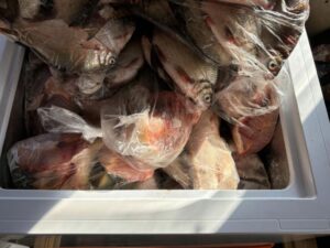Под Астраханью нашли прицеп с замороженной нелегальной осетриной
