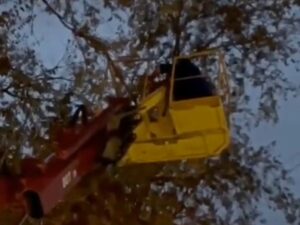 В Астрахани спасли котенка с помощью подъемного крана