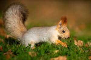 Фотограф-натуралист объяснил, почему из Астрахани исчезли белки