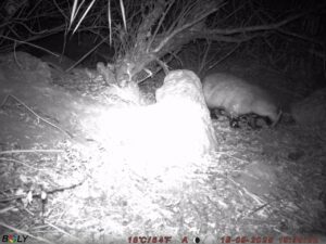 В Астраханской области животные массово толстеют и строят туалеты перед важным событием