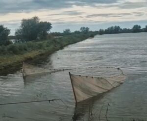 В Астраханской области в холодную воду массово выпустили жирных вкусных рыб, их многие любят