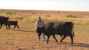 Гигантских быков и коров скрещивают в Астраханской области, их телят продоют по всей России