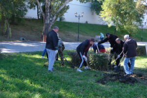 В центре Астрахани барбарис заменили на бирючину