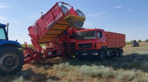 В Астраханской области начали сбор особенных плодов для крупной российской компании