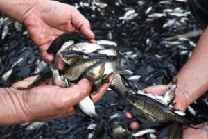 Под Астраханью устроили массовый выпуск популярных рыб, которым предстоит расти