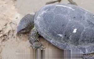 В Астраханской области массово погибли черепахи