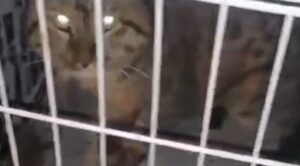 Редчайший кот застрял возле гаража у «Трех котов» в Астрахани