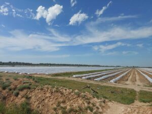 Под Астраханью выращивают самый необычный овощ со смешным названием