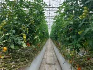 Под Астраханью красные плоды мучаются без света, солнце от них отвернулось