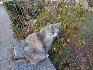 Под Астраханью домашнее животное заразилось опасной болезнью, вирус смертелен для людей