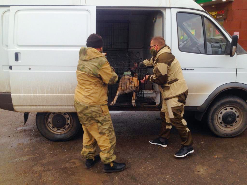 Отлов бродячих собак