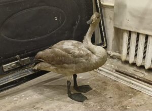 Редкая птица с характером пришла за помощью к морякам из Астраханской области