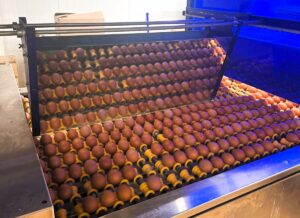 В Астраханской области начнут выпускать яйца с кремовой скорлупой
