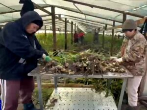 В Астраханской области собрали первый урожай имбиря