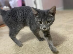 История про спасение подростка с дерева в Астрахани оказалась не такой, как ее преподнесли