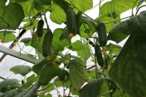 Для чего в астраханской ИК №6 выращивают тонны популярного овоща