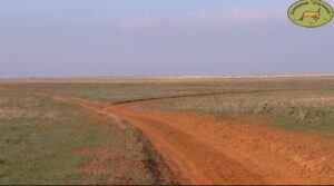 Потолстевшие редчайшие животные снова собираются в Астраханской области перед важным событием