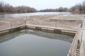 Под Астраханью открылось предприятие по выращиванию очень дорогой и редкой рыбы