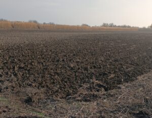 В Астраханской области готовят место, где будут жить и обедать малыши очень редких рыб