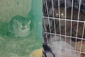 Спасенный в Астрахани дикий степной кот оказался гибридом