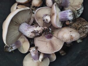 В Астраханской области за сбор некоторых грибов можно будет нарваться на штраф