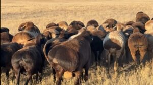 В Астраханской области открыли первое в России хозяйство по разведению элитных овец-красоток