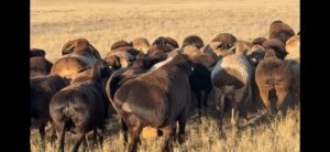 В Астраханской области открыли первое в России хозяйство по разведению элитных овец-красоток