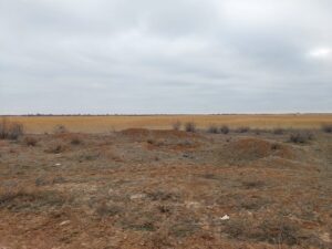 У редчайших животных в Астраханской области шея стала грязной во время важного события