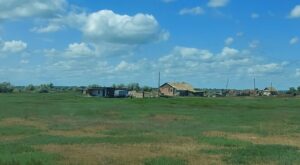 Больше всего этих огромных животных со сложным характером живет в Астраханской области