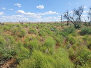 Неожиданно: в Астраханской области редкие животные оказались туги на ухо, но глазасты