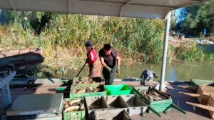 Какую рыбу ловили в Астраханской области чаще всего в осеннюю путину