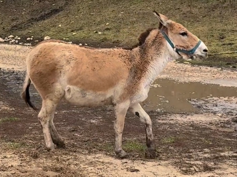В Астрахань привезли редкое высокогорное животное из Тибета
