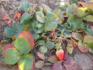 Под Астраханью в декабре снова стали созревать малина и клубника