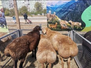 В Астраханской области решили разводить не пушистых, а толстеньких овец: сколько их в регионе