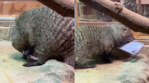 Буся из астраханского зоопарка стал вором, ему за это дали вкусняшки 