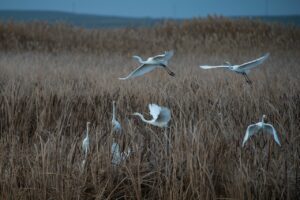 У астраханского ильменя на зимовку остановилась стая величественных птиц