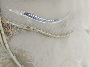 Севрюга в депрессии: что происходит с редчайшими рыбами в Астраханской области