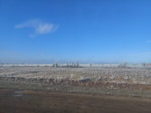 Глаза дерутся, рога ждут: в Астраханской области раскрыли секреты редких животных