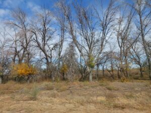 В Астраханской области до сих пор собирают питательные грибы: где набрать полные лукошки