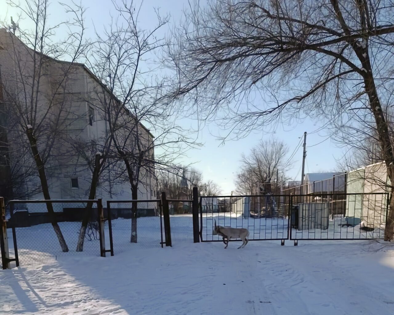 Сайгак возле школы в Астрахани