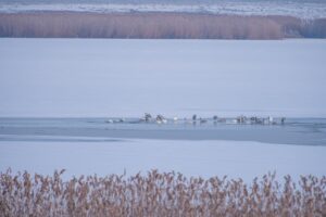 На полузамерзших астраханских ильменях заметили стаи птиц