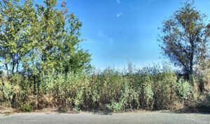 За микрорайоном Бабаевского хотят застроить еще один пустырь