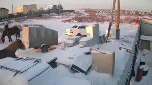 В Астрахани лошади повредили несколько машин, а потом стояли и долго ржали