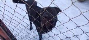 Отловщики собак в Астрахани забрали домашнего пса-инвалида: что делать в такой ситуации