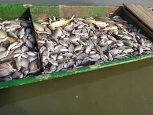 В Астраханской области рассказали, каких рыб в Волге становится меньше, а каких больше